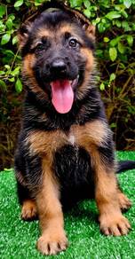 GERMAN SHEPHERD PUPPIES GSD58 Good structure Boy