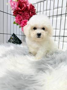 QW91dd Bichon m cute puppies