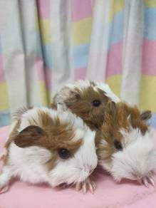 Guinea Pig
