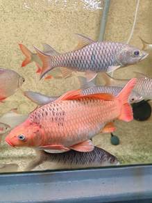 Ikan Liko SB 18inch