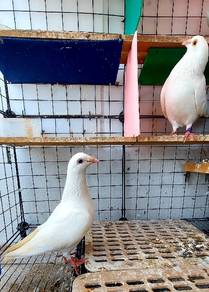 merpati racing homer
