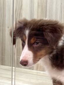 Border collie with Cert