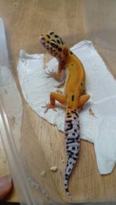 Leopard Gecko 