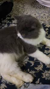 bsh