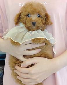 Poodle