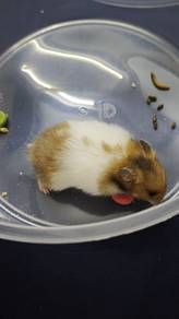 hamster+cage+acc