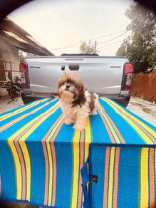 Shih Tzu puppy