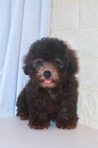 J0553 Grey Poodle Cute Baby Face Teddy Bear Puppy