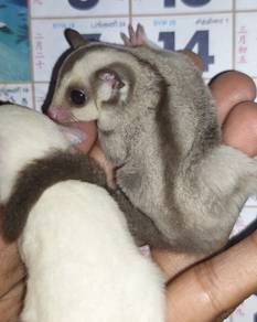 sugar glider 