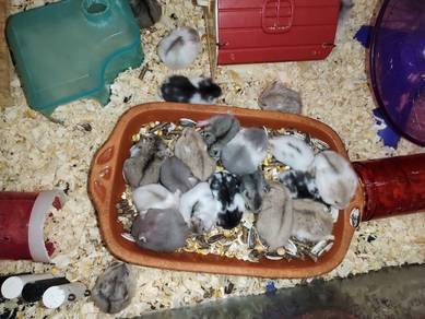 hamster