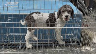 Toy poodle