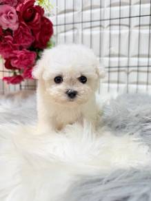 Bichon Frise