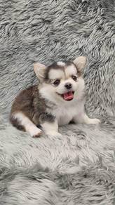 Chihuahua puppies 