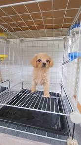 Tiny Maltipoo Female KL Puchong Pet Shop can visit