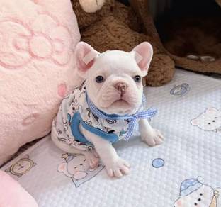 FRENCH BULLDOG PUPPIES 🌻VIP713 Boy -Girl