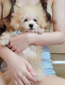 Maltipoo