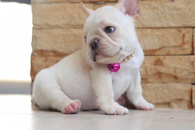 English Bulldog