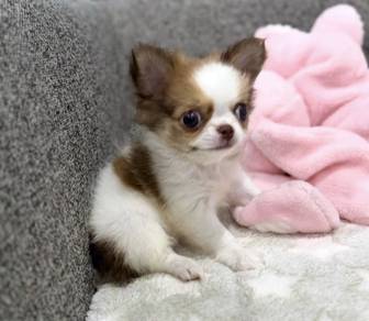 CHIHUAHUA PUPPIES 272 🌷Head Apple Cute Dog