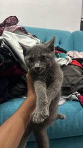 BSH Male