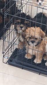 Shihpoo