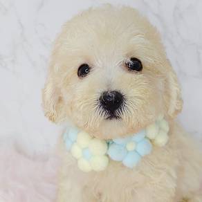 Poodle