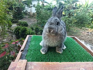 Arnab Netherland Dwarf