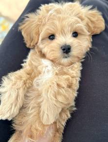 Doll-like Poodle Little Bear Puppy Baby Dog