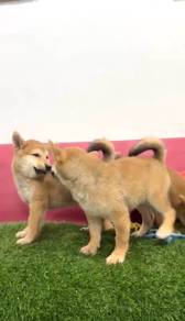 Shiba female cream 3 months old