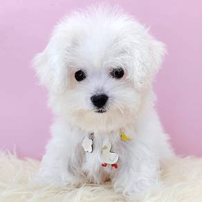 Bichon Frise