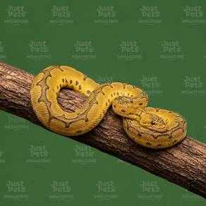 Ball Phyton Snake Firefly Clown