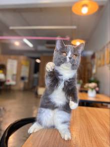 bsh munchkin british shorthair female bicolour