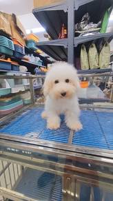 Adult Toy Poodle Male KL Pet Shop can visit