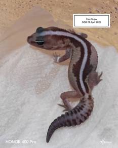 Fattail Gecko 