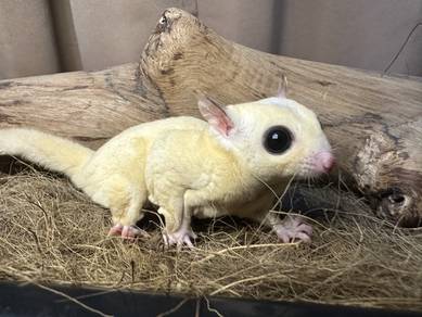 Sugar Glider Leucistic