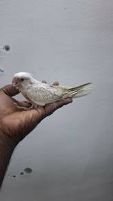 Burung cockateil