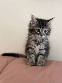 kitten comel