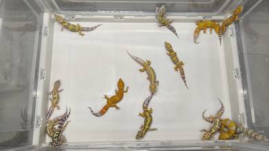 Leopard Gecko
