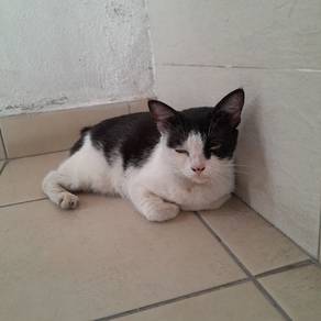kitten cat