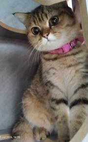 British short hair BSH Tabby mix