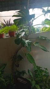 monstera deliciosa