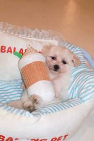 J0929 Maltese Charming Fluffy Teddy Puppy