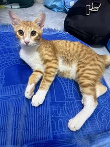 kucing oren
