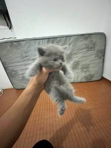 kitten munchkin 
