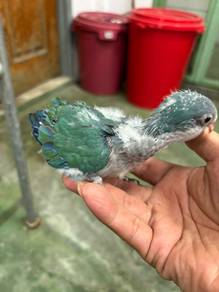 anak suap monk parakeet