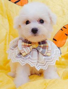 Bichon