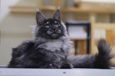 Smoke Gray Mainecoon