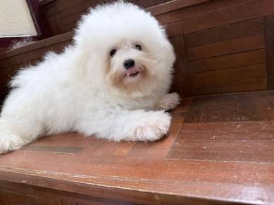 Bichon male puppies import China