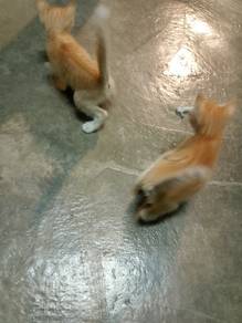 Anak kucing (free)