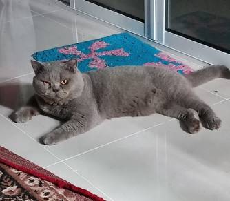 NEGO British short hair shorthair bsh blue