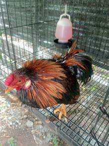 ayam tanchau